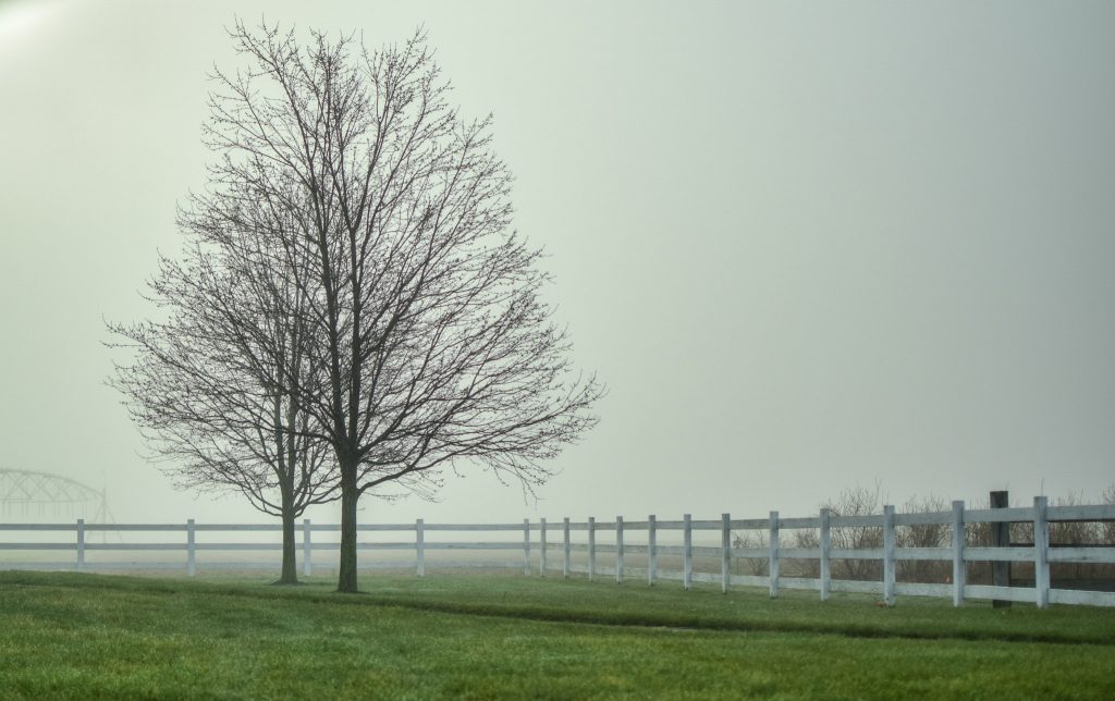 tree in a field